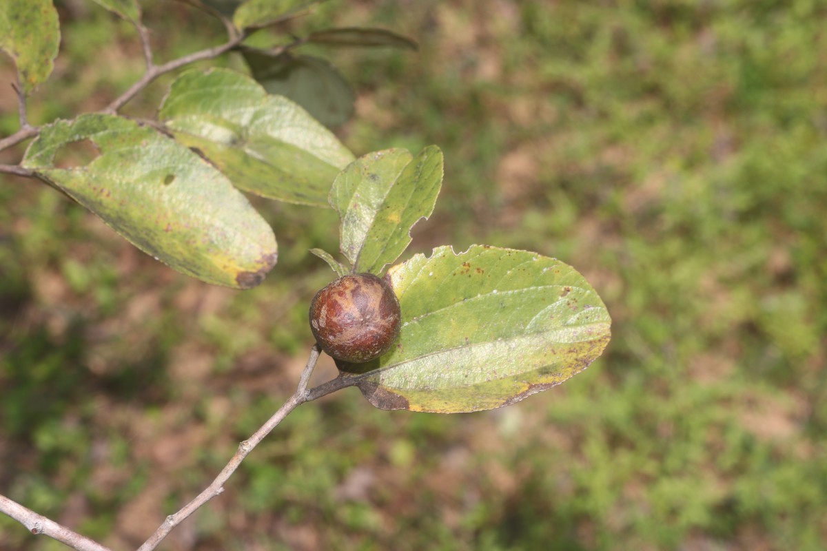 Ziziphus xylopyrus (Retz.) Willd.